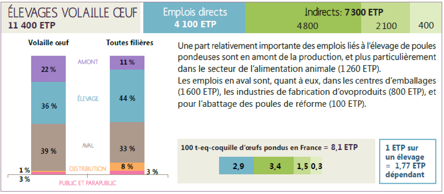 Nombre d'emplois directs et indirects dans la filière œuf de consommation