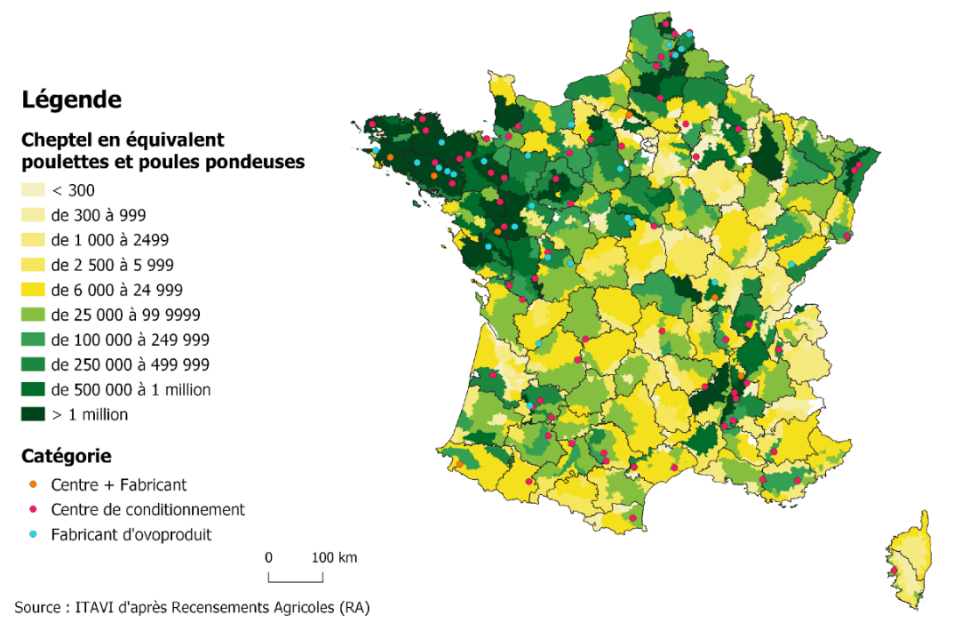 Répartition des cheptels de poulettes et pondeuses et localisation des principaux centres de conditionnement et transformation d'oeufs en France métropolitaine